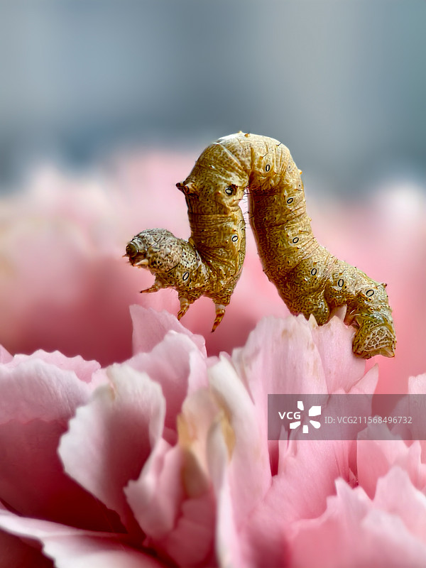 烟草天蛾幼虫图片素材