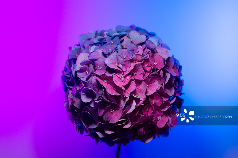 一支红蓝渐变色的绣球花特写图片素材