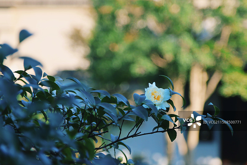 沧浪亭图片素材