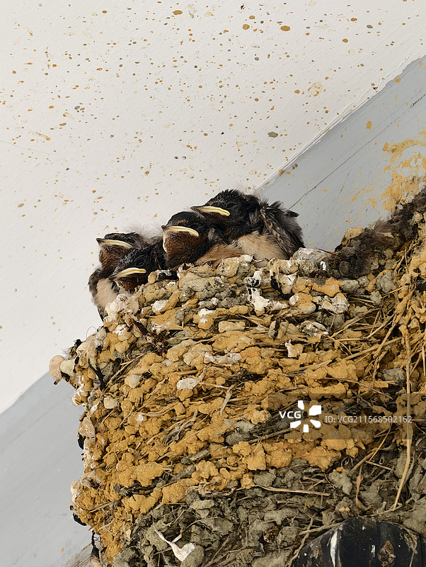 夏季燕窝里的小燕子图片素材