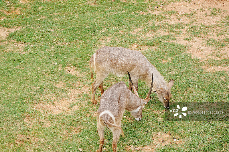 动物园图片素材