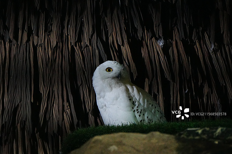 广州长隆动物园雪鸮图片素材