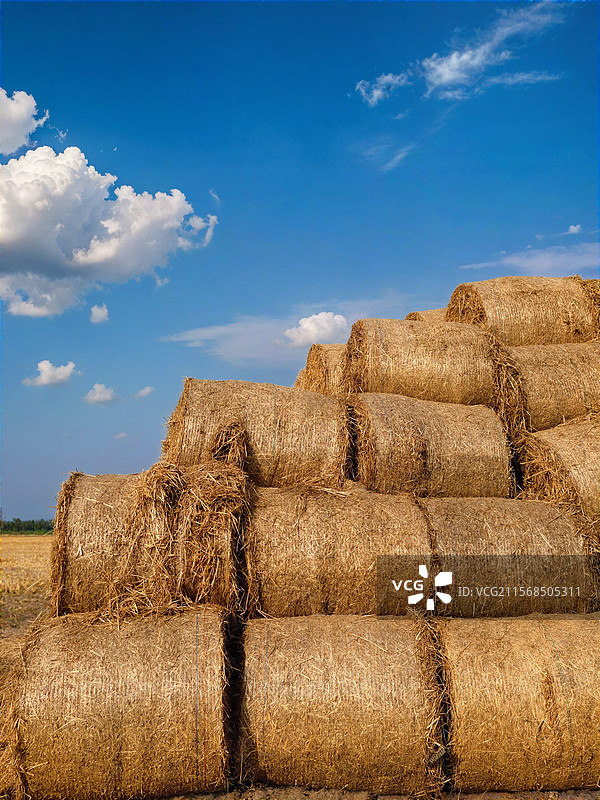 麦田瑞士卷图片素材