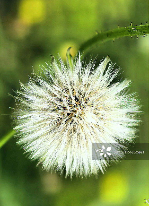 一朵蒲公英图片素材