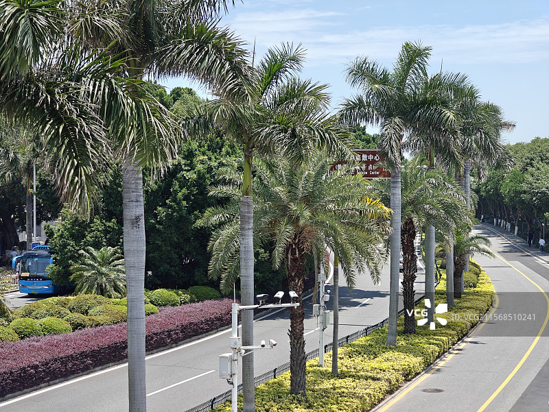 厦门环岛路大王椰子树图片素材