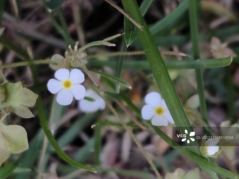 点地梅（又名白花珍珠草、喉咙草）图片素材