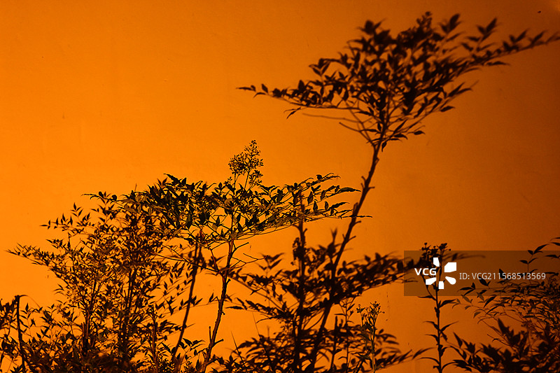 树影婆娑图片素材