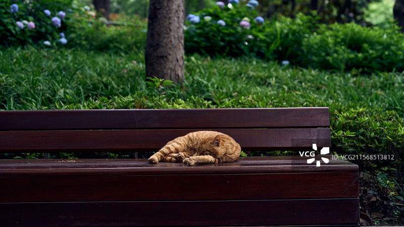 趴在辅德里公园长椅上睡觉的橘猫图片素材