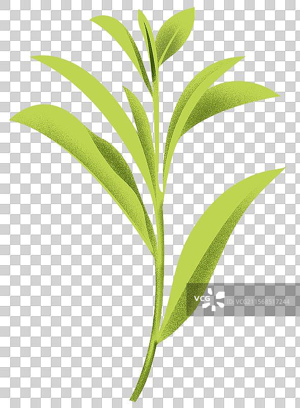 绿茶红茶乌龙茶熟茶白茶茶叶植物嫩芽卡通元素素材插画图片素材