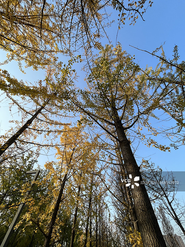 雁南公园银杏树图片素材