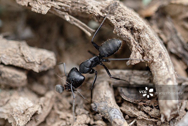 木头上蚂蚁的特写镜头图片素材