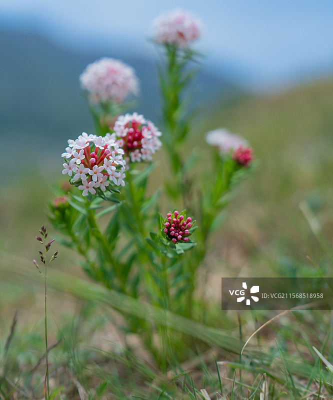 临夏太子山图片素材