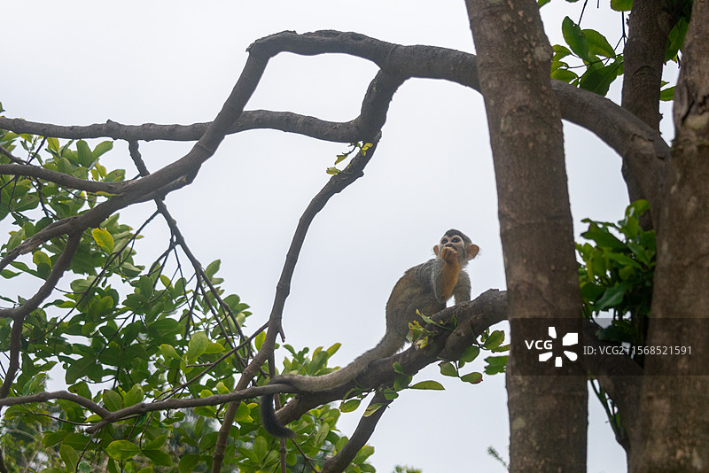 树上骑只猴图片素材