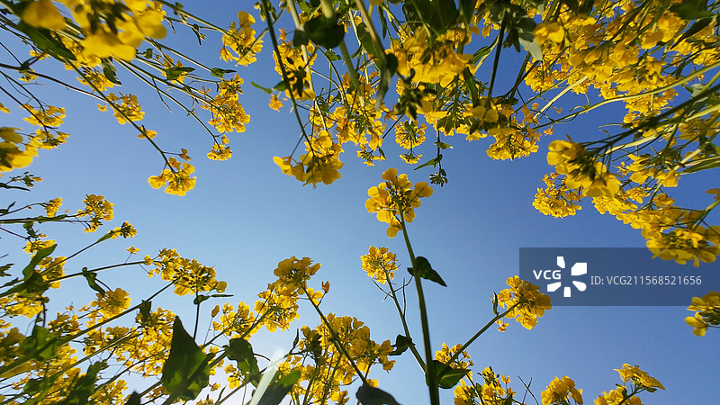 青岛唐岛湾湿地公园 油菜花 游客 春天图片素材