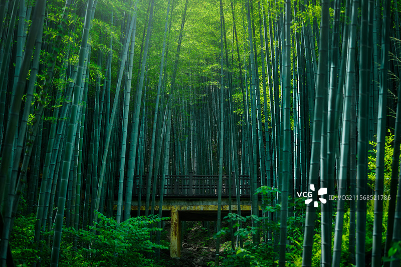 夏日竹海图片素材