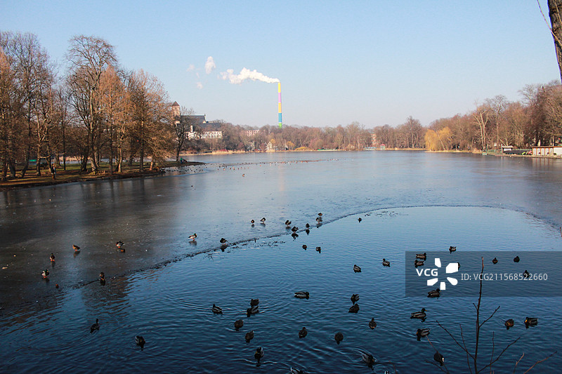 欧洲 德国 天鹅 冬日 湖面图片素材