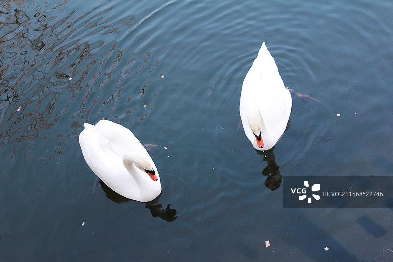 欧洲 德国 天鹅 冬日 湖面图片素材