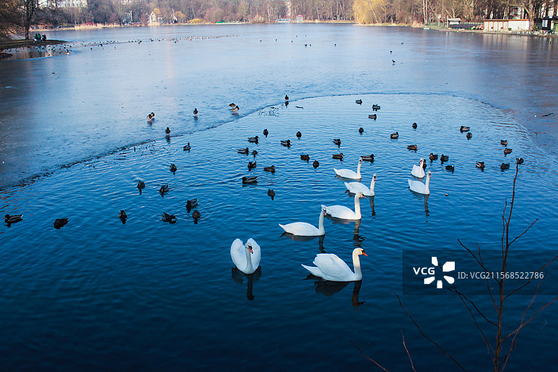 欧洲 德国 天鹅 冬日 湖面图片素材