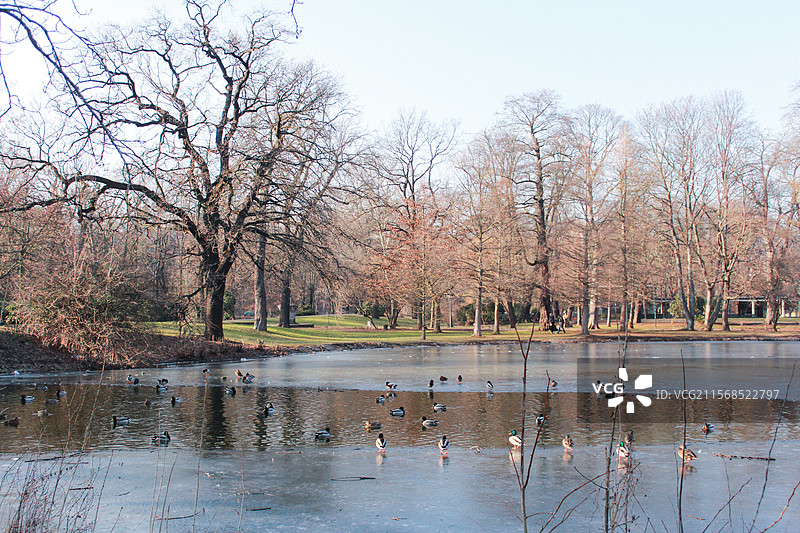 欧洲 德国 天鹅 冬日 湖面图片素材