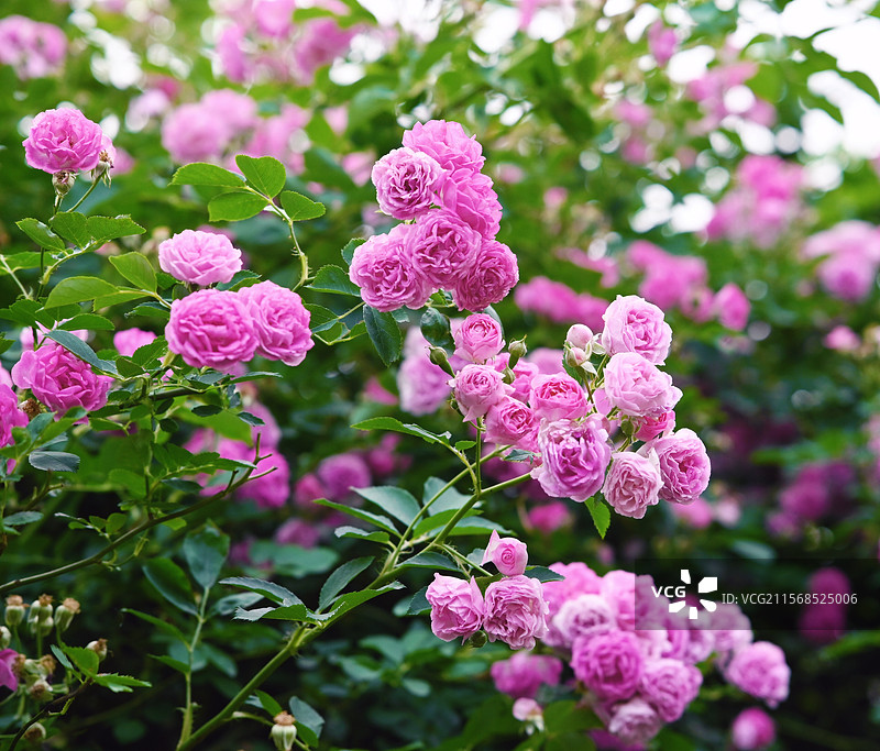 北京奥森蔷薇花墙图片素材