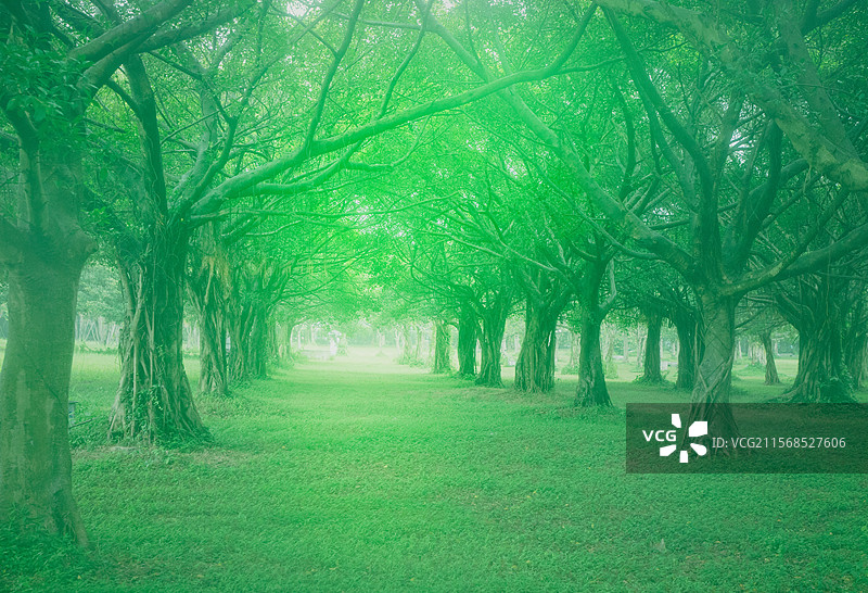 阴雨天时的迷雾森林图片素材