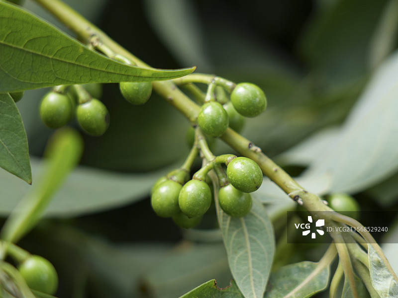 山鸡椒图片素材