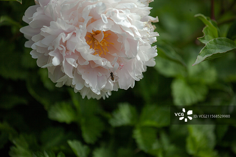 花乡公园拍芍药图片素材