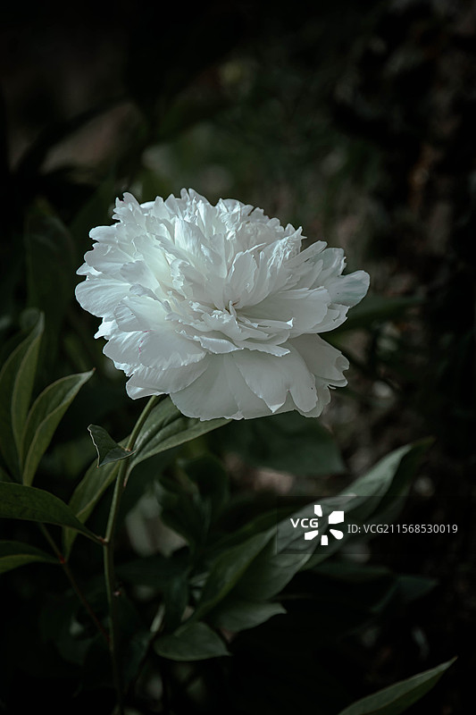 花乡公园拍芍药图片素材