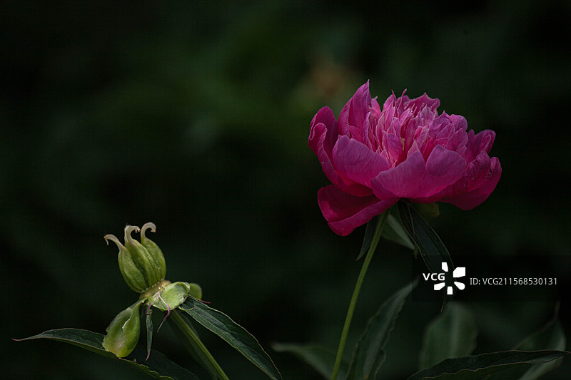 花乡公园拍芍药图片素材