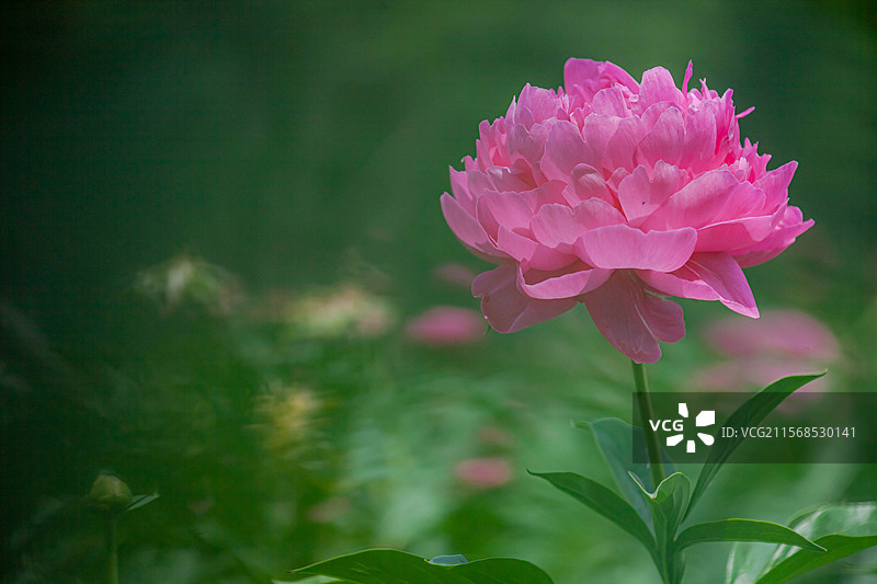 花乡公园拍芍药图片素材