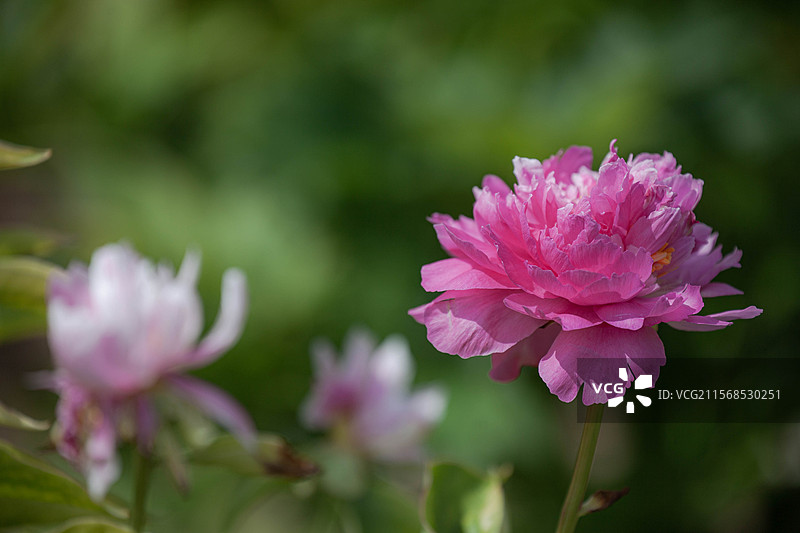 花乡公园拍芍药图片素材