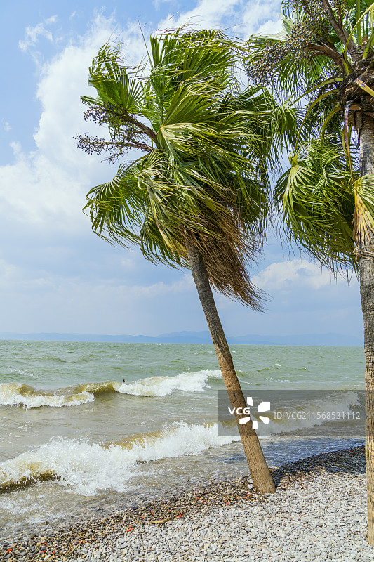 中国云南昆明海晏村被风吹歪的棕榈树图片素材