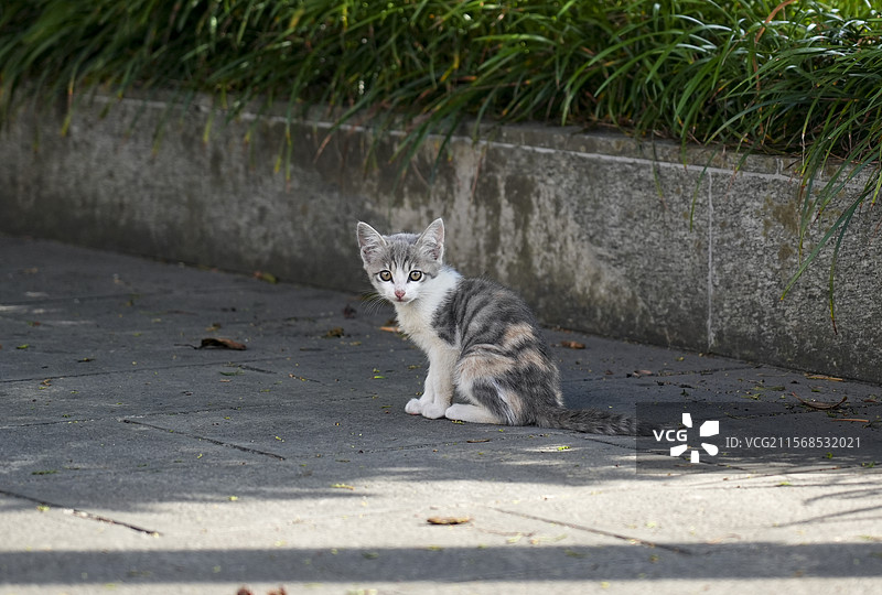 猫妈妈和她的小猫图片素材