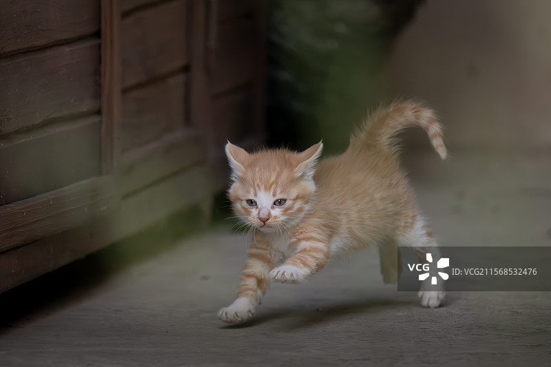 可爱小猫一组图片素材