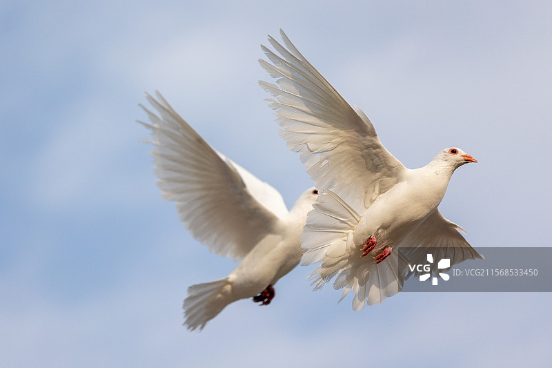 两只白鸽结伴飞行图片素材