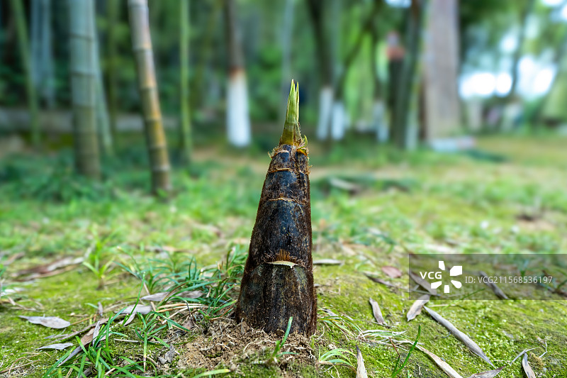 竹林新芽竹笋图片素材