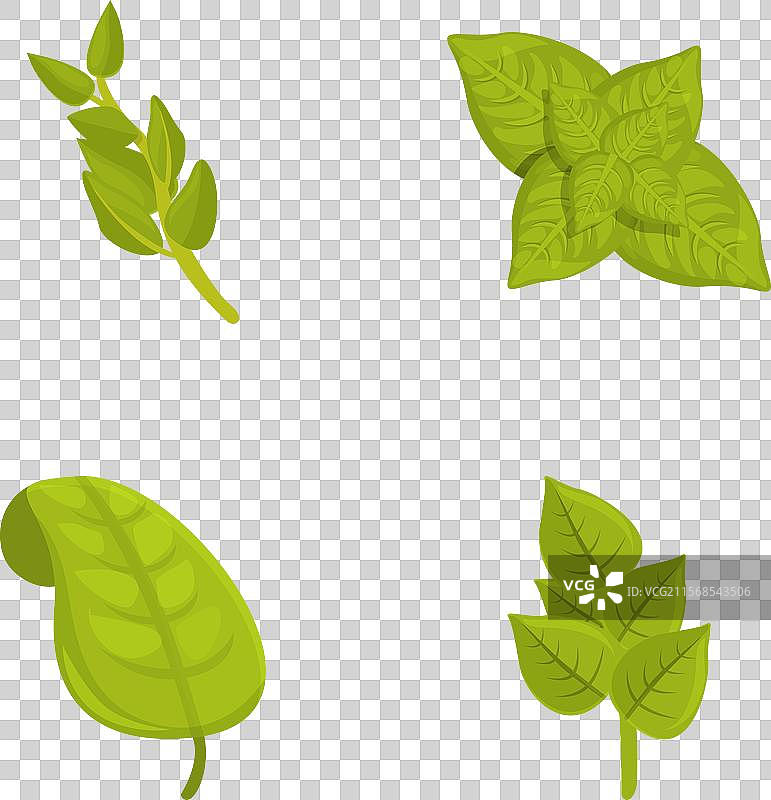 卡通罗勒图标集，包含罗勒茎部图片素材