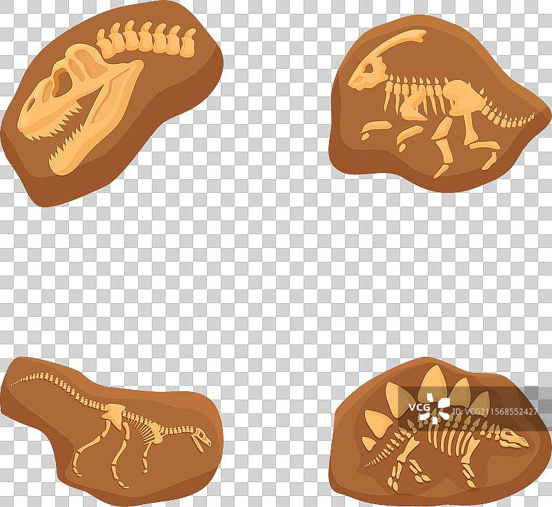 一组孤立在白色背景上的恐龙化石图片素材