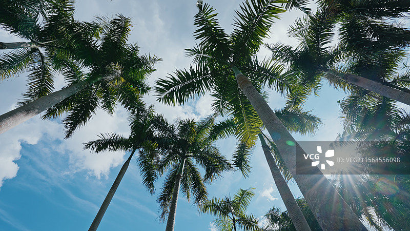 热带棕榈树棕榈园图片素材