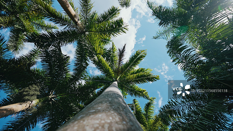 热带棕榈树棕榈园图片素材