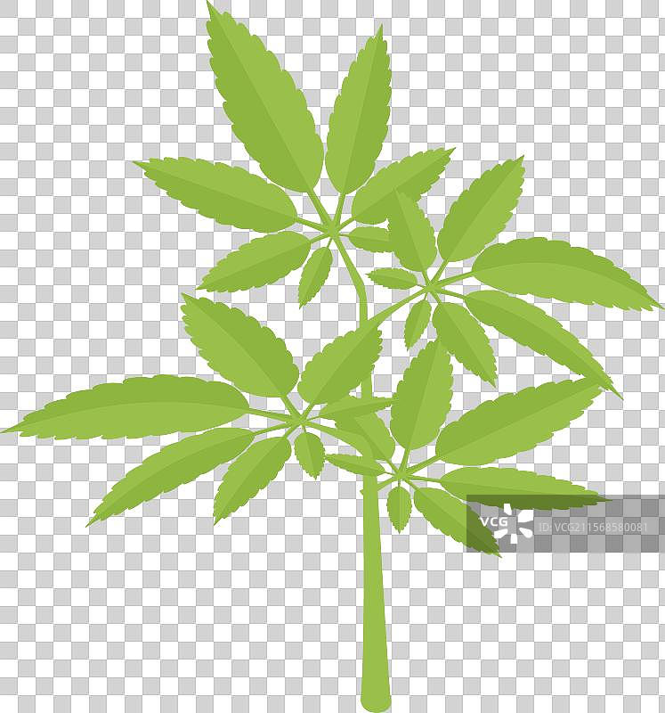 简单的 cannabis 植物生长过程图片素材