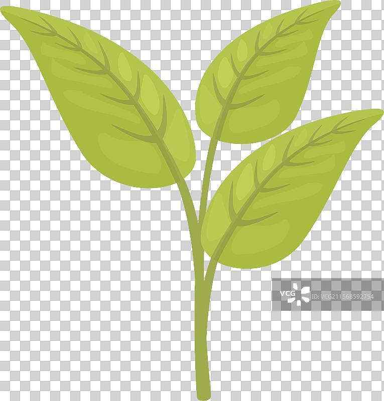 绿茶叶在细茎上生长图片素材