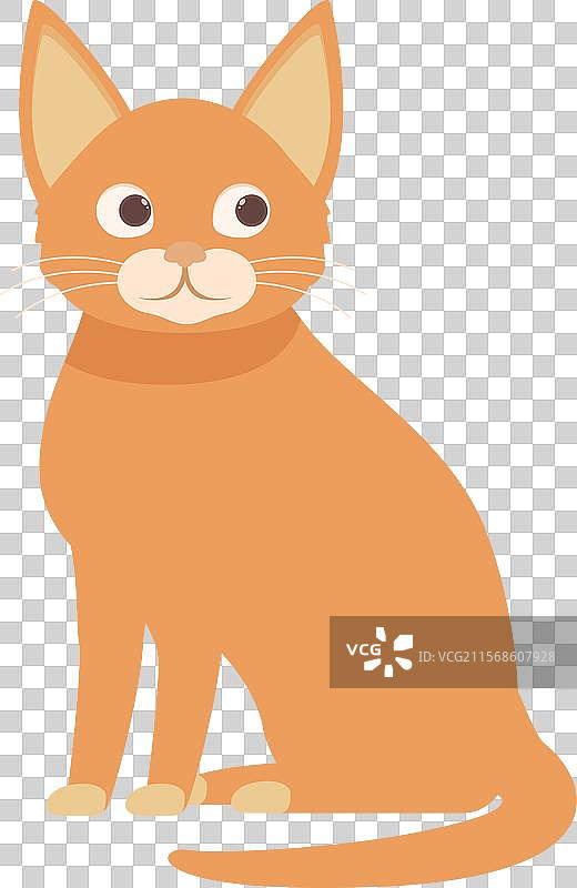 可爱的橙色虎斑猫坐着仰望图片素材