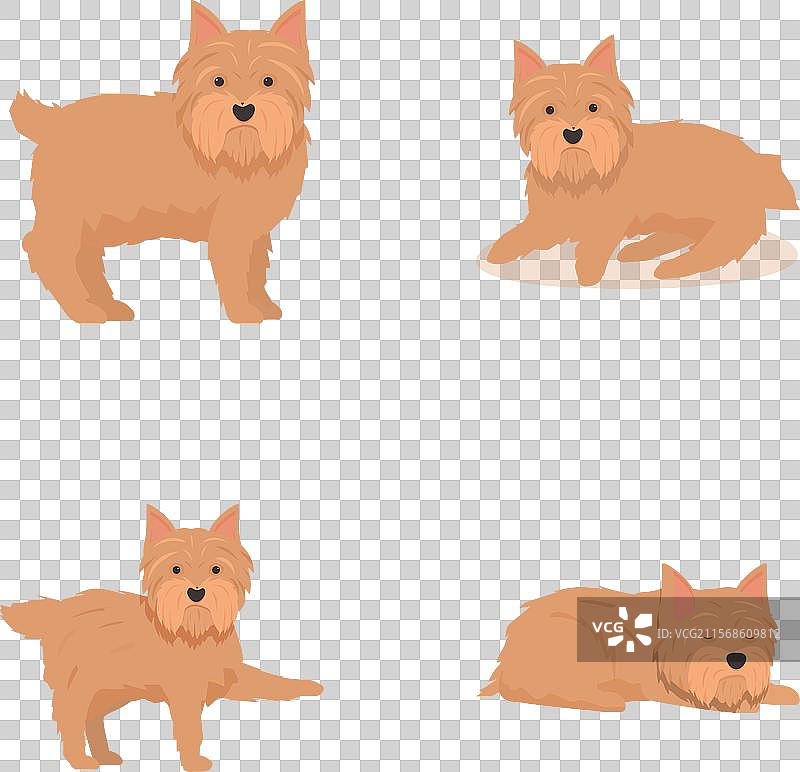 一组可爱的卡通约克夏犬，姿态各异图片素材