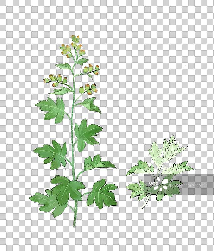 艾草艾叶艾蒿花植物生长元素插画图片素材