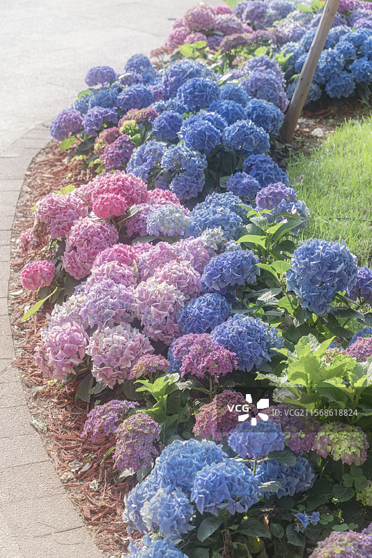 上海徐汇区吴兴公园夏植物花卉绣球花马鞭草天使喷泉图片素材