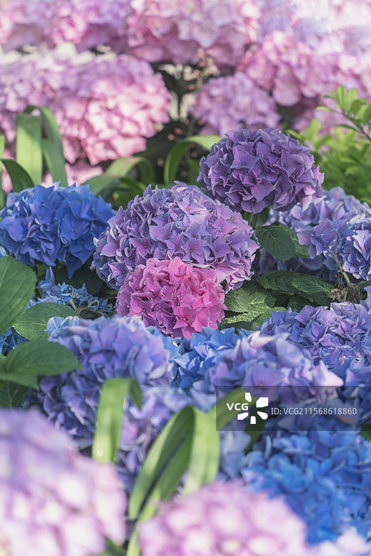 上海徐汇区吴兴公园夏植物花卉绣球花马鞭草天使喷泉图片素材