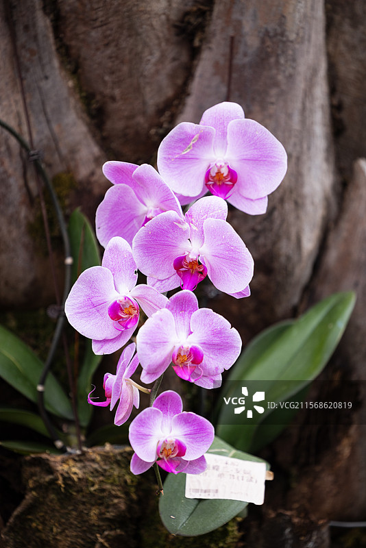 兰花之魅（二）：昆明植物园内盛开的美丽的兰花、宝莲花，以及罕见而珍贵的兰花螳螂。图片素材