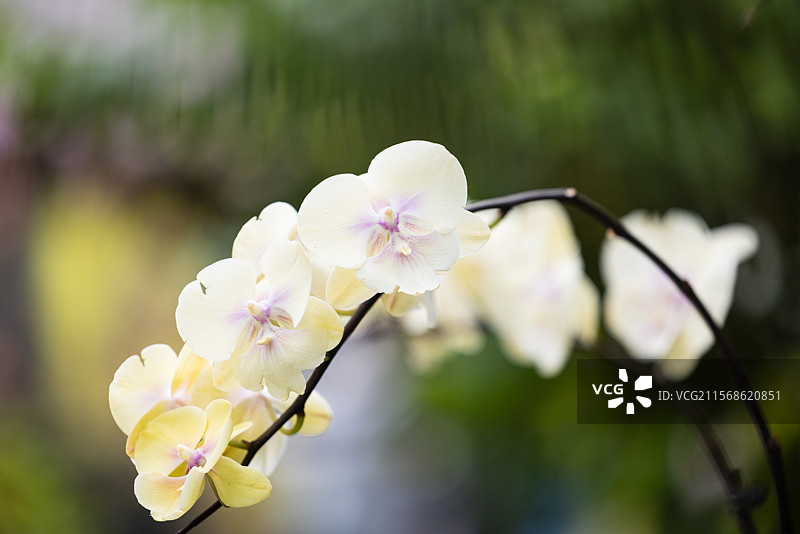 兰花之魅（二）：昆明植物园内盛开的美丽的兰花、宝莲花，以及罕见而珍贵的兰花螳螂。图片素材