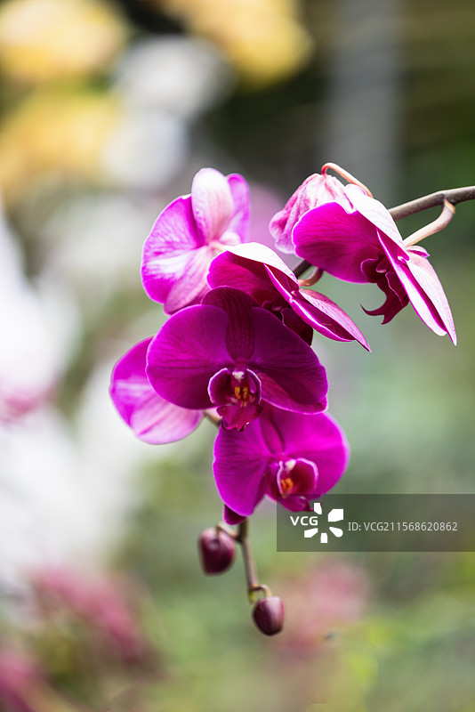 兰花之魅（二）：昆明植物园内盛开的美丽的兰花、宝莲花，以及罕见而珍贵的兰花螳螂。图片素材